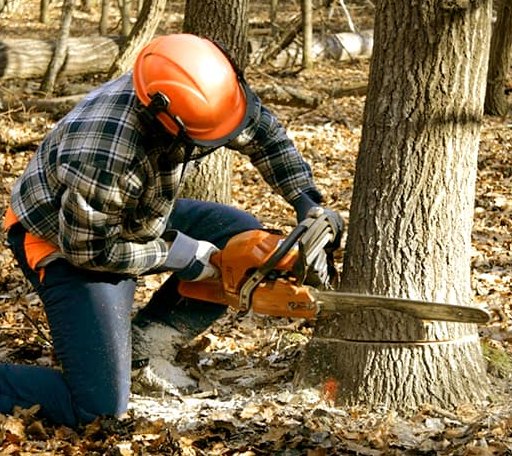 Tree Removal in Burchard, NE